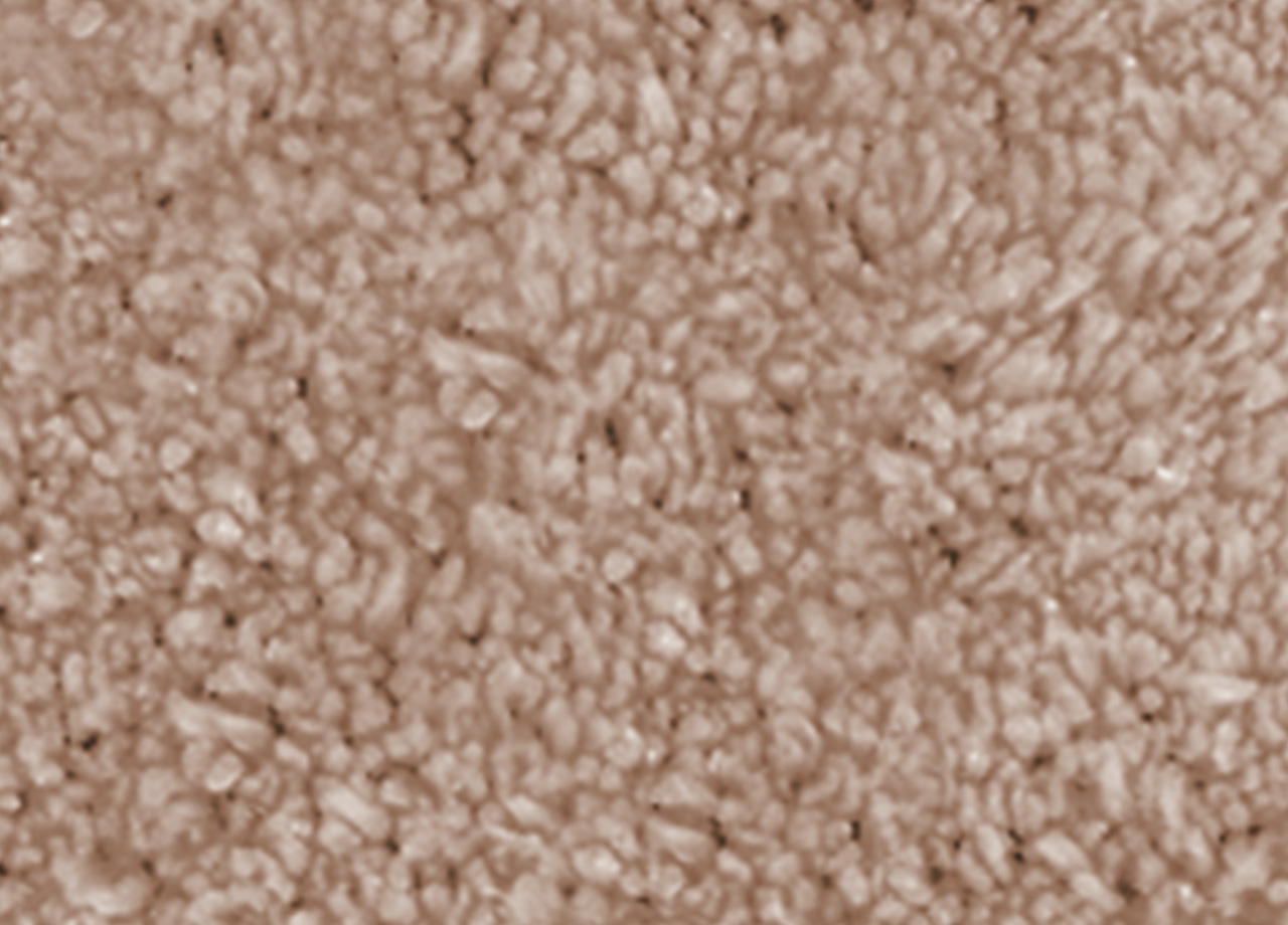 P73 DET TAPPETO POIS BISCOTTO